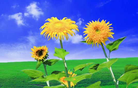 Photo, sunflower, summer, flower, 