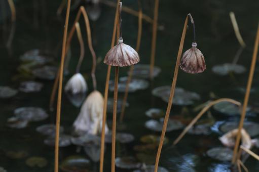 ハス ハス ハス,花托,垂れ下がるの写真素材