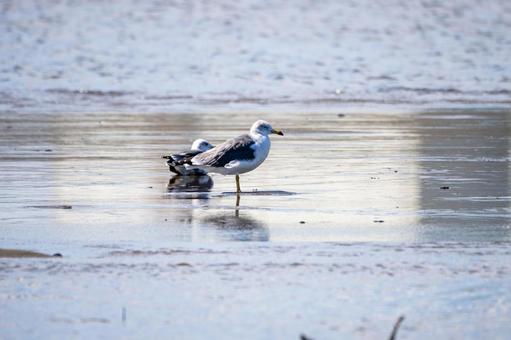 ウミネコの若鳥⑸ ウミネコの若鳥⑸の写真