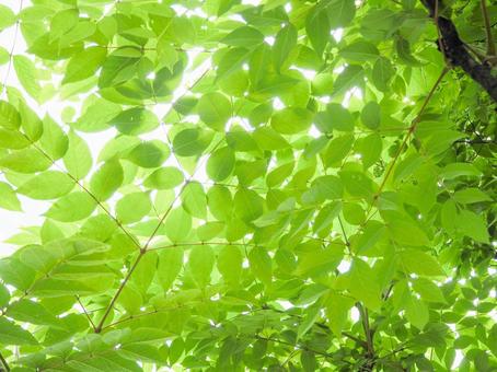 Photo, fresh green, green leaves, young leaves, 