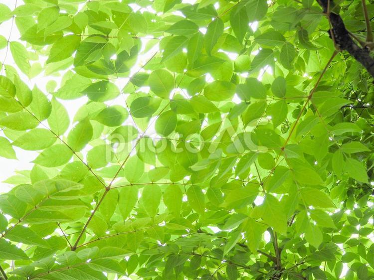 新緑の葉／自然を感じる爽やかな緑の素材 新緑,青葉,緑の葉の写真素材