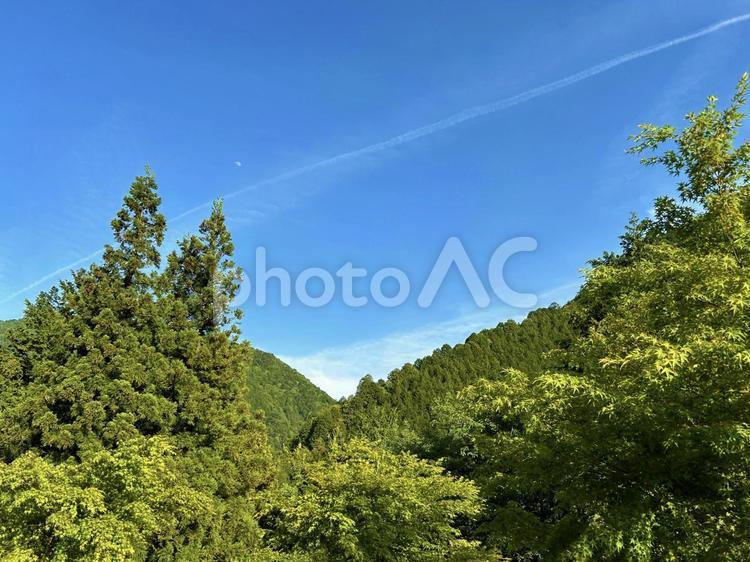 そよ風吹く空と木々 空,木々,そよ風の写真素材
