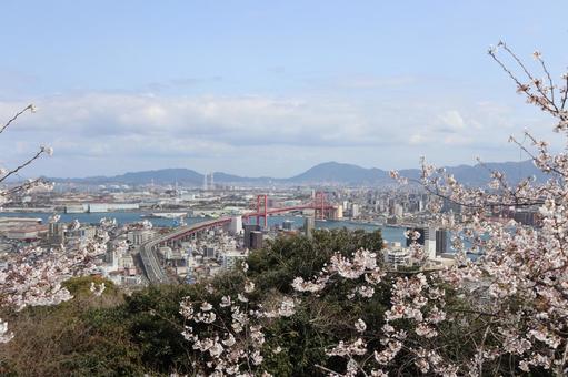高塔山公園 桜 高塔山公園 桜の写真