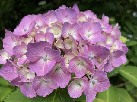 紫陽花(赤紫) 紫陽花(赤紫)の写真
