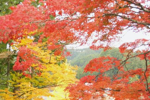 Colorful autumn leaves, JPG