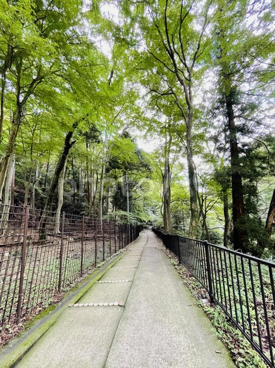 吸い込まれる緑 木,自然,道路の写真素材