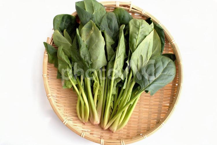 ザルにのせたほうれん草 ほうれん草,野菜,冬野菜の写真素材