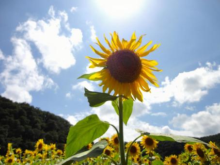 夏のひまわり畑 夏のひまわり畑 田舎,自然,畑の写真素材