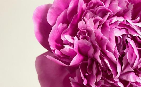 華麗なシャクヤク 華麗なシャクヤク 芍薬,生花,エレガントの写真素材