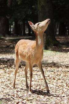 奈良公園シカ 奈良公園シカの写真