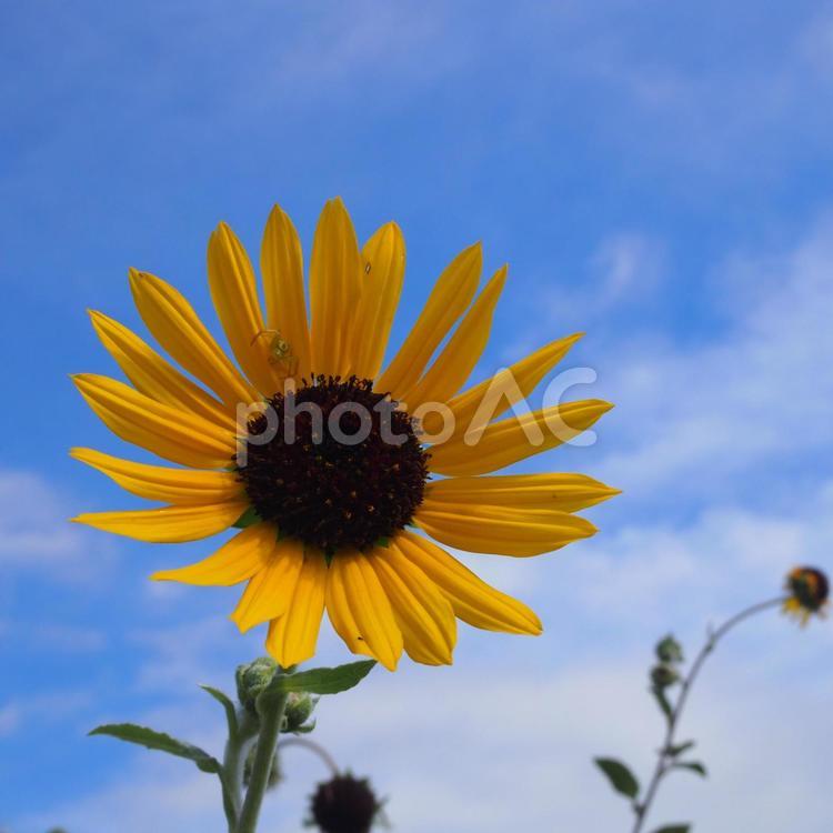 9月のひまわり 自然,ひまわり,花の写真素材