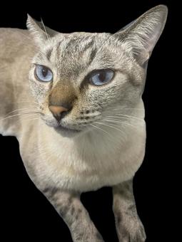 すまし顔の猫 すまし顔の猫 いとおしい,うちの子,かわいいの写真素材