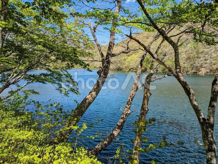七ヶ宿町の長老湖 宮城県,七ヶ宿町,長老湖の写真素材