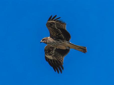 空を飛ぶトビ トビ,鳶,野鳥の写真素材