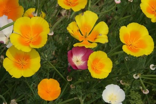 ハナビシソウ　咲く風景 ハナビシソウ,鮮やかな,オレンジ色の写真素材
