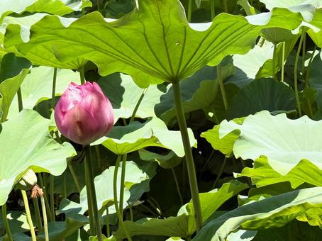 Lotus flower, JPG Lotus flower, JPG