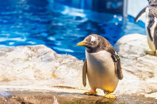 ペンギンのクローズアップ ペンギンのクローズアップ ペンギン,水族館,綺麗の写真素材