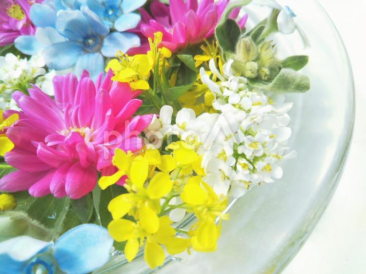花　アロマイメージ 花,アロマ,カラフルの写真素材