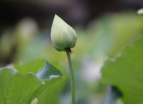蓮の蕾 蓮の蕾 蓮の蕾,蕾,はすの写真素材