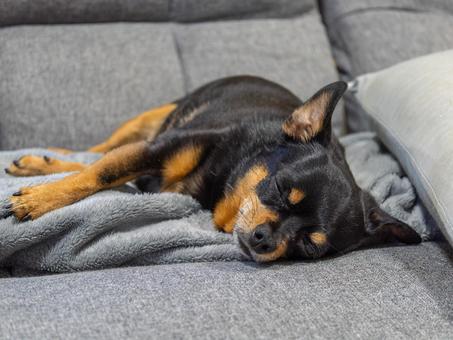 ソファで寝る小型犬(チワワ・ミニピン) ソファで寝る小型犬(チワワ・ミニピン)の写真