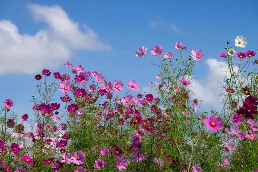コスモスの花 コスモスの花 コスモス,コスモス畑,花の写真素材