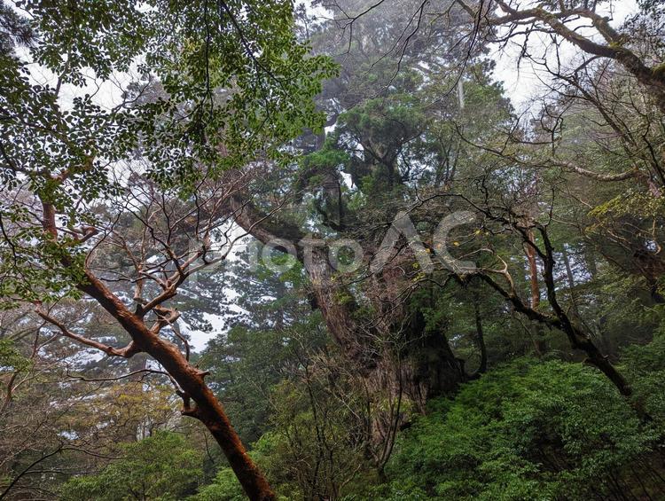 屋久島の深い森の中にある屋久杉 木,山,屋久島の写真素材