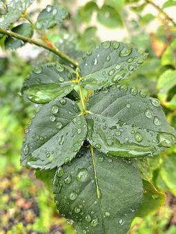 雨に濡れた葉 雨に濡れた葉,葉っぱ,雨の写真素材
