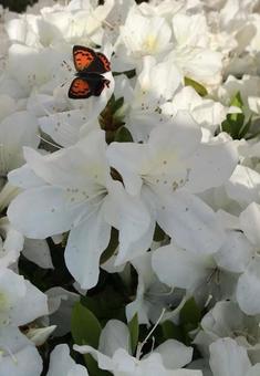 Red copper butterfly and white azalea, JPG