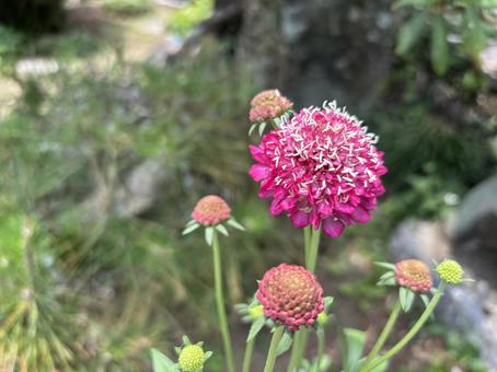 Photo, scaviosa, pink, flower, 