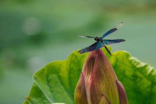 Butterfly dragonfly (42), JPG Butterfly dragonfly (42), JPG