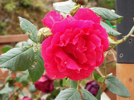 花壇の花 バラ,ばら,花の写真素材