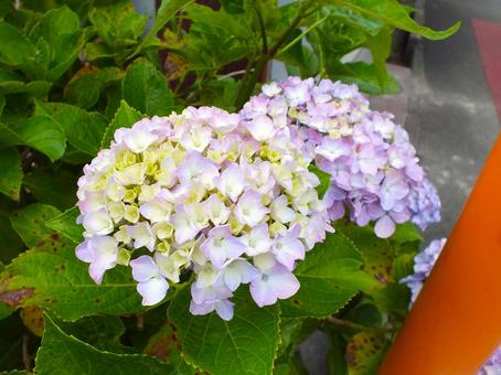 瑞々しく咲いた紫陽花の花 紫陽花,清らかな,瑞々しいの写真素材