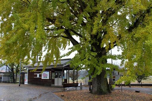 北条鉄道、網引駅前の大イチョウ 北条鉄道,網引駅,駅の写真素材