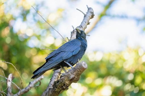 枝にとまるカラス 枝にとまるカラスの写真
