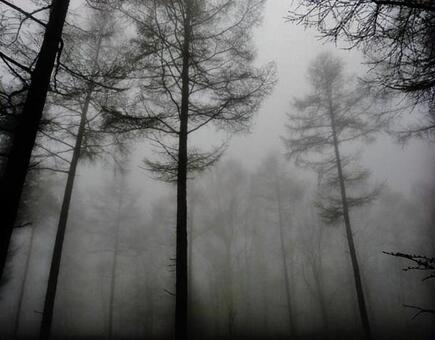 朝霧 朝霧の写真