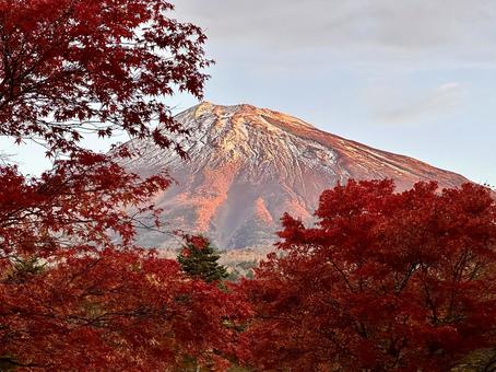 紅葉と赤色に染まる富士山 富士山,紅葉,もみじの写真素材