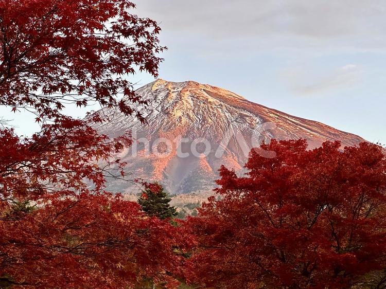 紅葉と赤色に染まる富士山 富士山,紅葉,もみじの写真素材