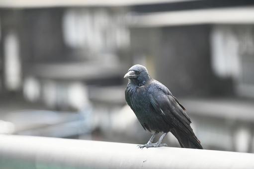 道路の手すりに留まって餌を探すカラス カラス,烏,一羽の写真素材