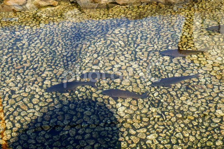 川を泳ぐ魚の群れ 鯉,コイ,魚の写真素材