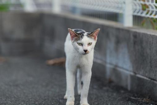 じわじわと近づいて見つめる牛柄猫 牛柄猫,cawcat,ハチワレ猫の写真素材