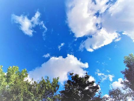 樹木と入道雲 樹木と入道雲 入道雲,夏雲,夏の空の写真素材