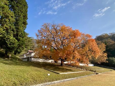紅葉 絶景,紅葉,楷の木の写真素材