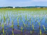青空を　映す早苗の爽やかさ 苗,田植え,田んぼの写真素材