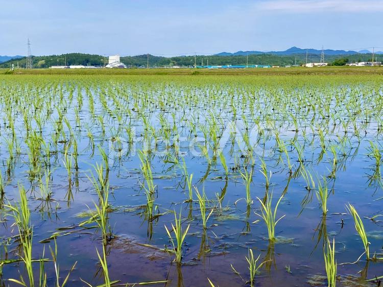 青空を　映す早苗の爽やかさ 苗,田植え,田んぼの写真素材