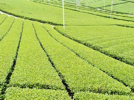 八女の茶畑① 茶畑,八女茶,新緑の写真素材