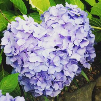 紫陽花 紫陽花の写真