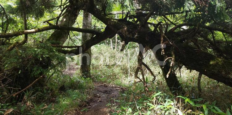 登山道に横たわる倒木 登山,山,登山道の写真素材