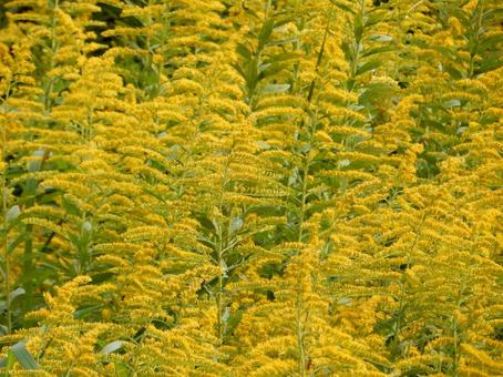 【花の写真】セイタカアワダチソウ 【花の写真】セイタカアワダチソウ セイタカアワダチソウ,背高泡立草,黄色の写真素材