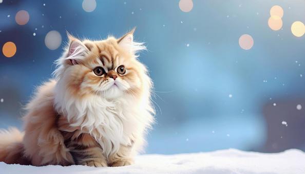 冬イメージの猫 冬イメージの猫の写真