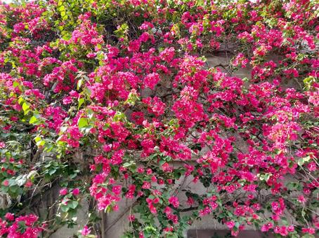 Photo, bougainvillea, squid, kokonoe kazura, 